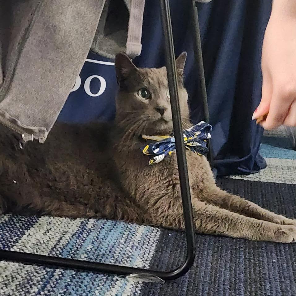 Muffin, Adoptable, Adult Male Domestic Short Hair.