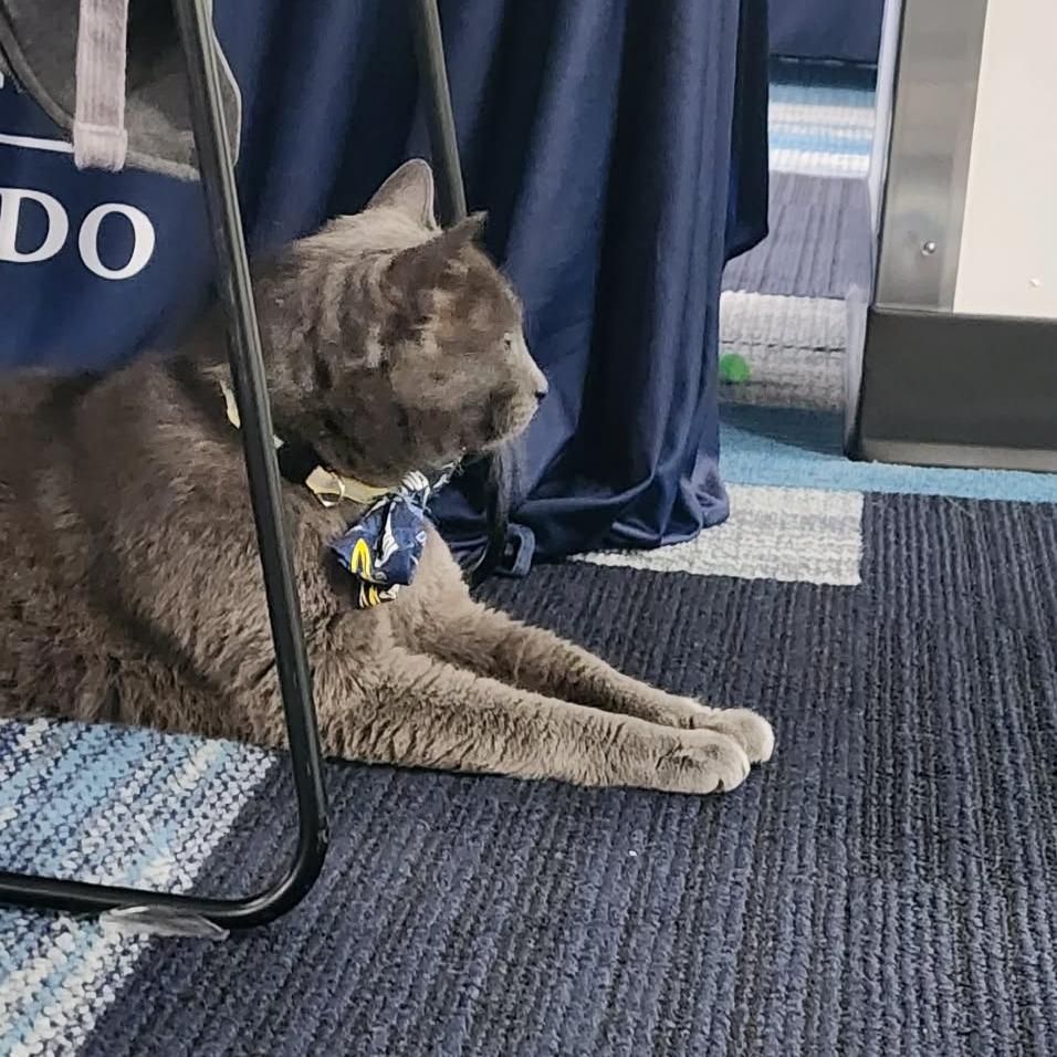 Enlarge Muffin, a Adoptable Domestic Short Hair in Toledo, OH image 2/2