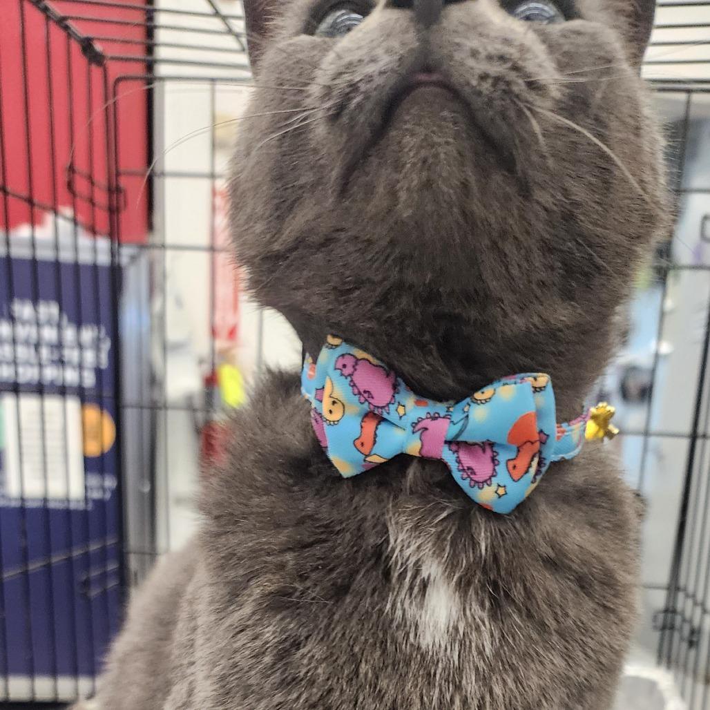 Muffin, a Adoptable Domestic Short Hair in Toledo, OH image 3/3