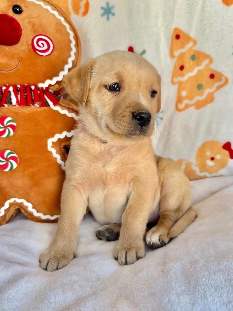 February Gentry thumbnail 3