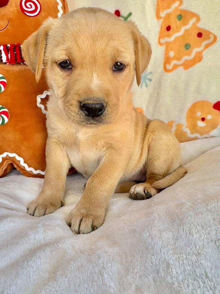 February Gentry thumbnail 5