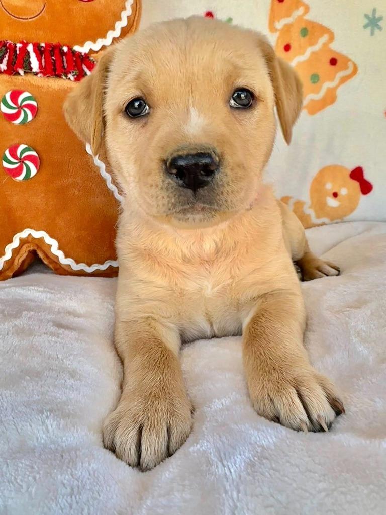 February Gentry thumbnail 6