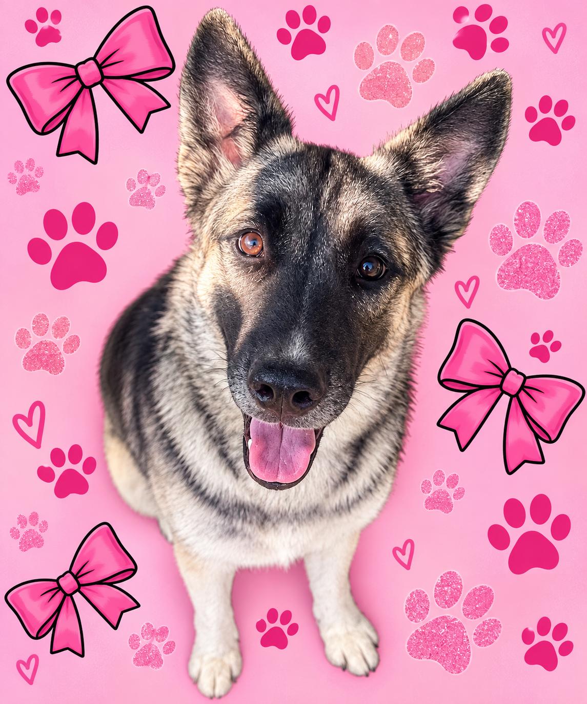Ember, Adoptable, Young Female German Shepherd Dog.