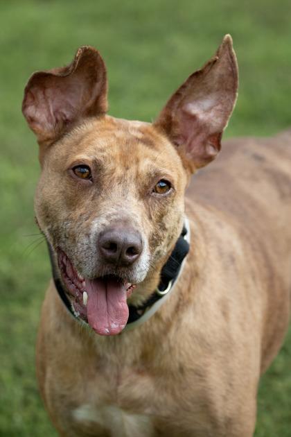 Bambi fka Ginger — thumbnail 2