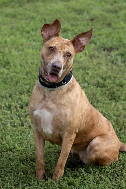 Bambi fka Ginger — thumbnail 3