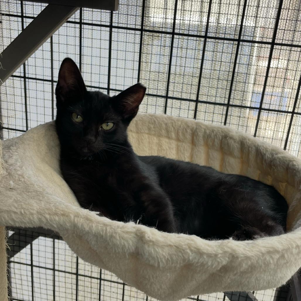 Enlarge Pip, a Adoptable Domestic Short Hair in Long Beach, CA image 1/5