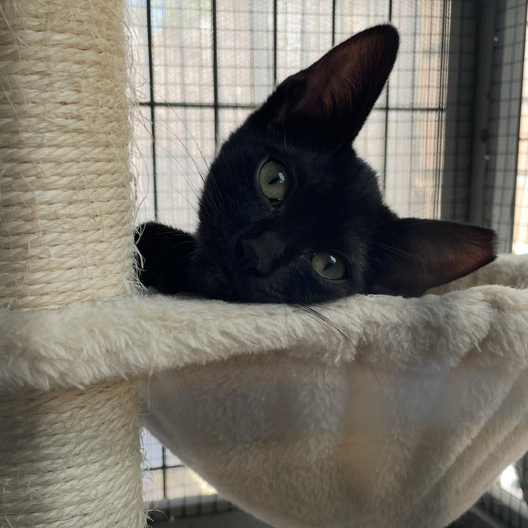 Enlarge Pip, a Adoptable Domestic Short Hair in Long Beach, CA image 2/5