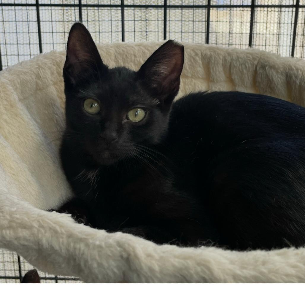 Enlarge Pip, a Adoptable Domestic Short Hair in Long Beach, CA image 4/5