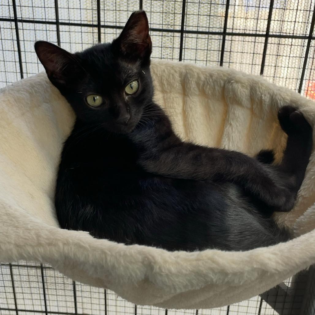 Enlarge Pip, a Adoptable Domestic Short Hair in Long Beach, CA image 5/5