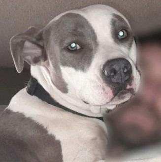Karma, Adoptable, Adult Female Pit Bull Terrier & Mixed Breed.