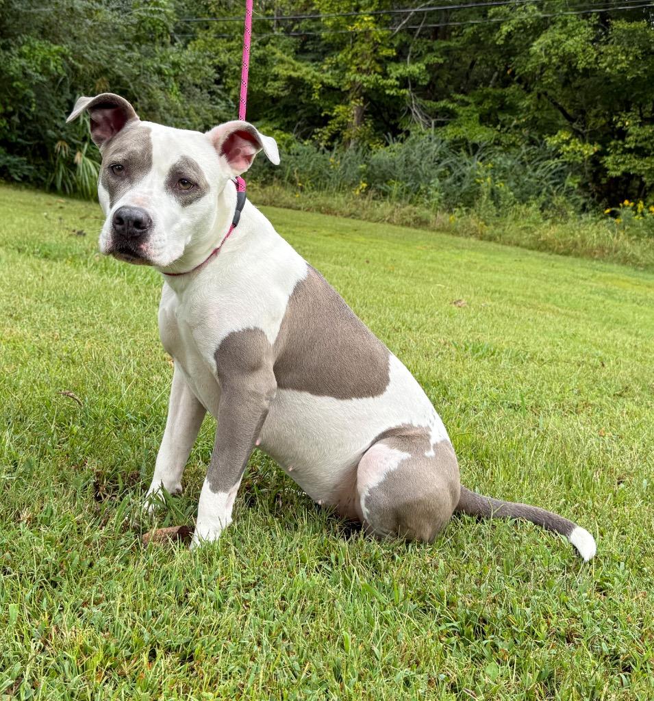 Enlarge Karma, a Adoptable mixed breed in Murray, KY image 2/4