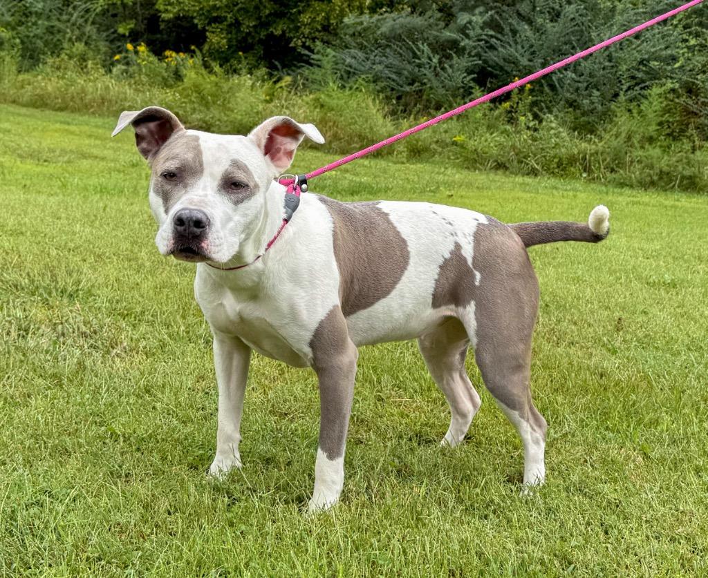 Enlarge Karma, a Adoptable mixed breed in Murray, KY image 3/4