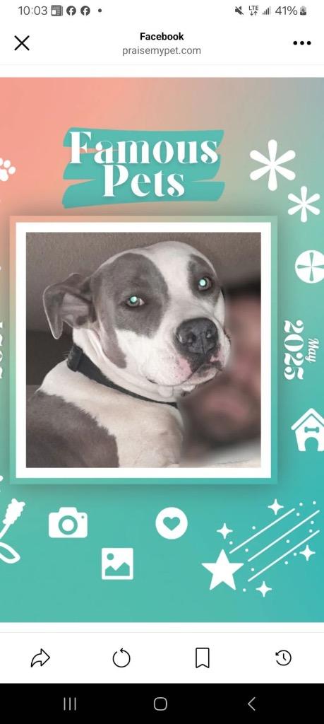 Enlarge Karma, a Adoptable mixed breed in Murray, KY image 4/4