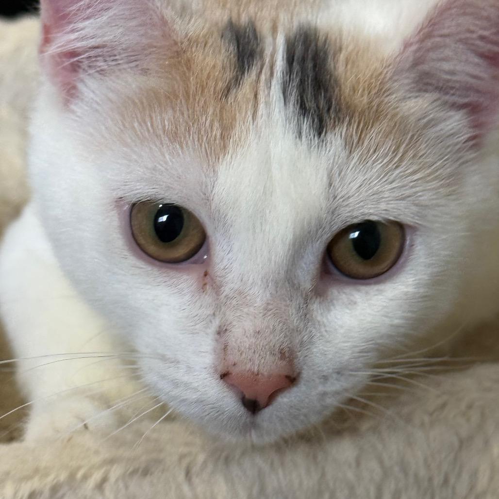 Sweetheart, a Adoptable Domestic Short Hair in Ferndale, WA image 1/4