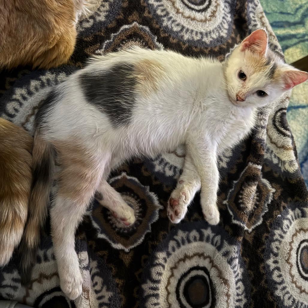 Sweetheart, a Adoptable Domestic Short Hair in Ferndale, WA image 2/4