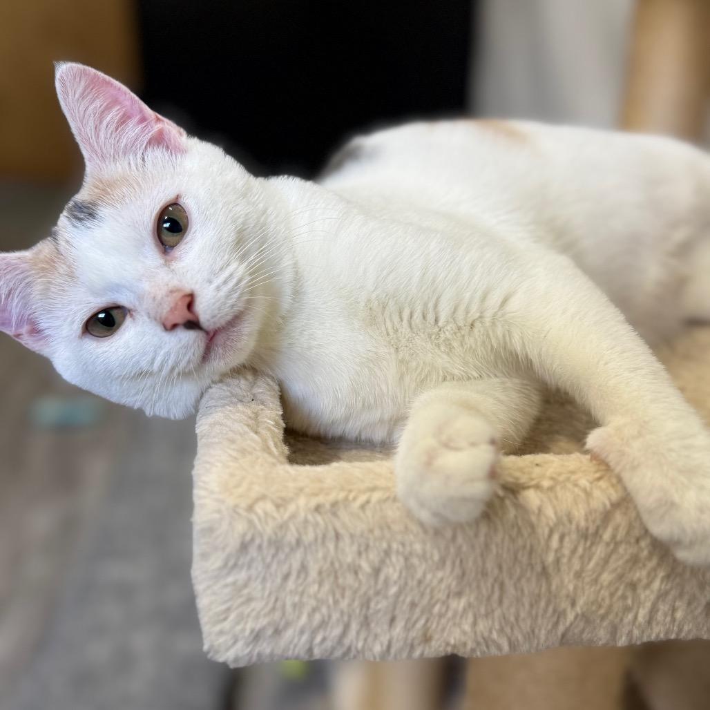 Sweetheart, a Adoptable Domestic Short Hair in Ferndale, WA image 3/4