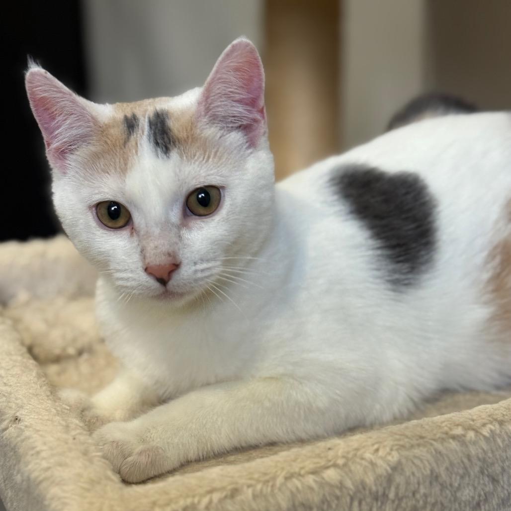 Sweetheart, a Adoptable Domestic Short Hair in Ferndale, WA image 4/4