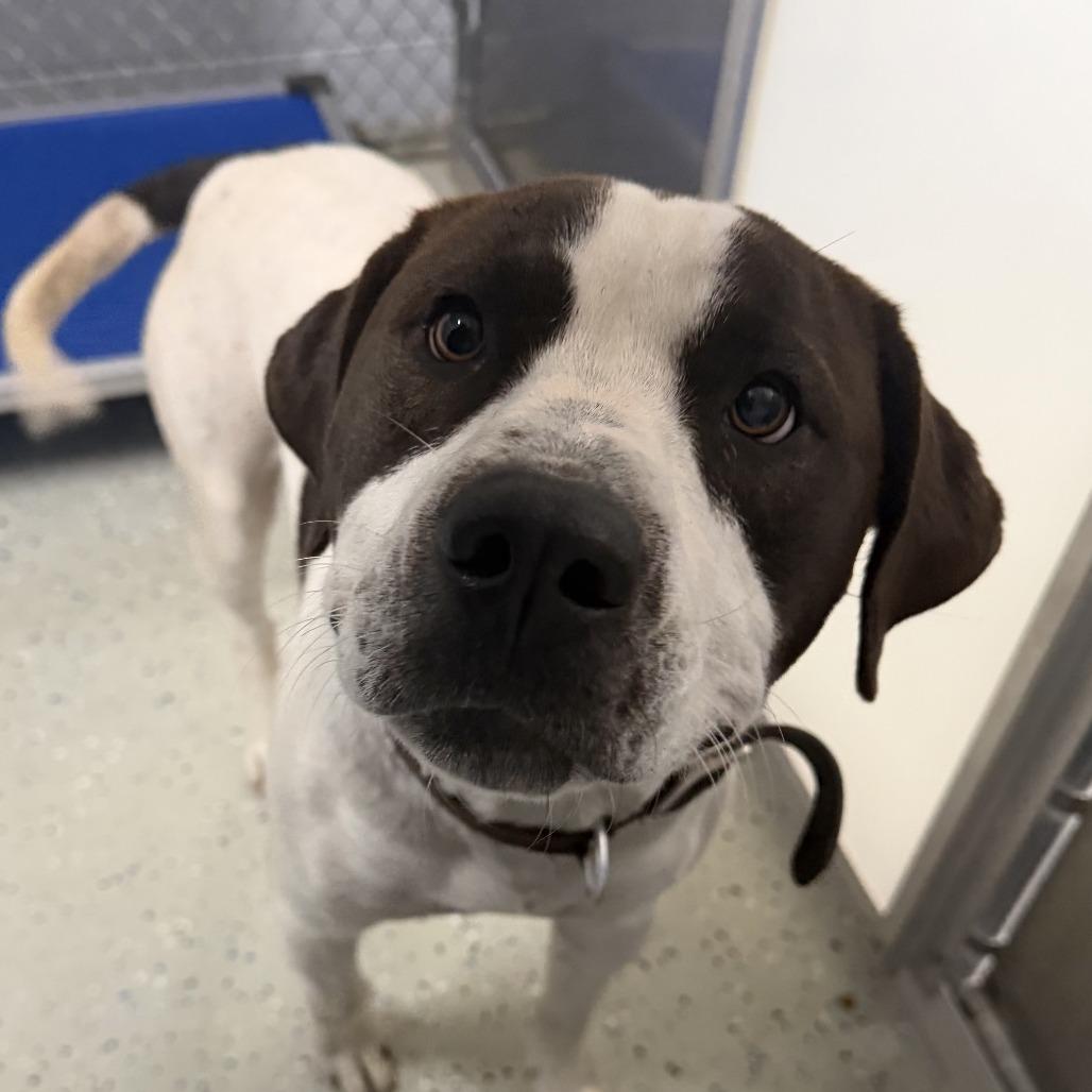 Enlarge Chubba, a Adoptable Terrier in Marion, VA image 1/2