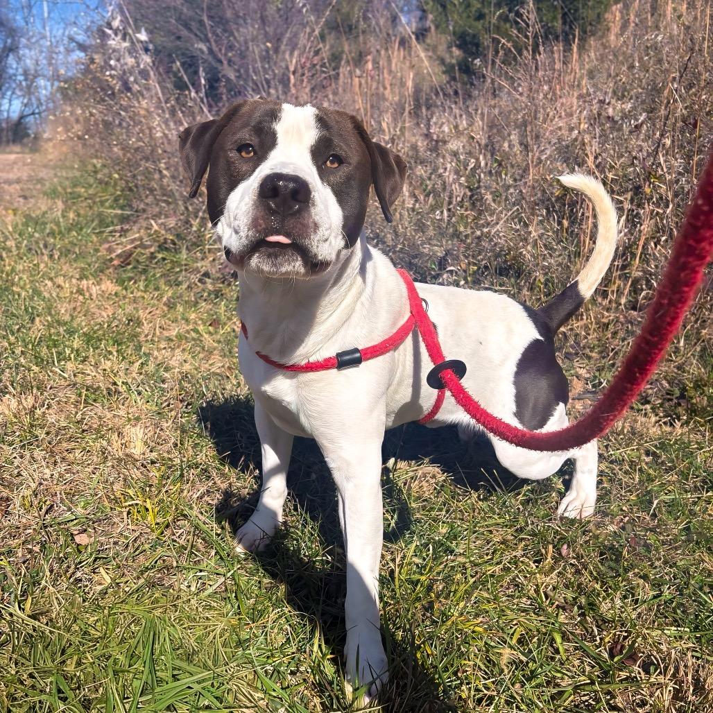 Enlarge Chubba, a Adoptable Terrier in Marion, VA image 2/2