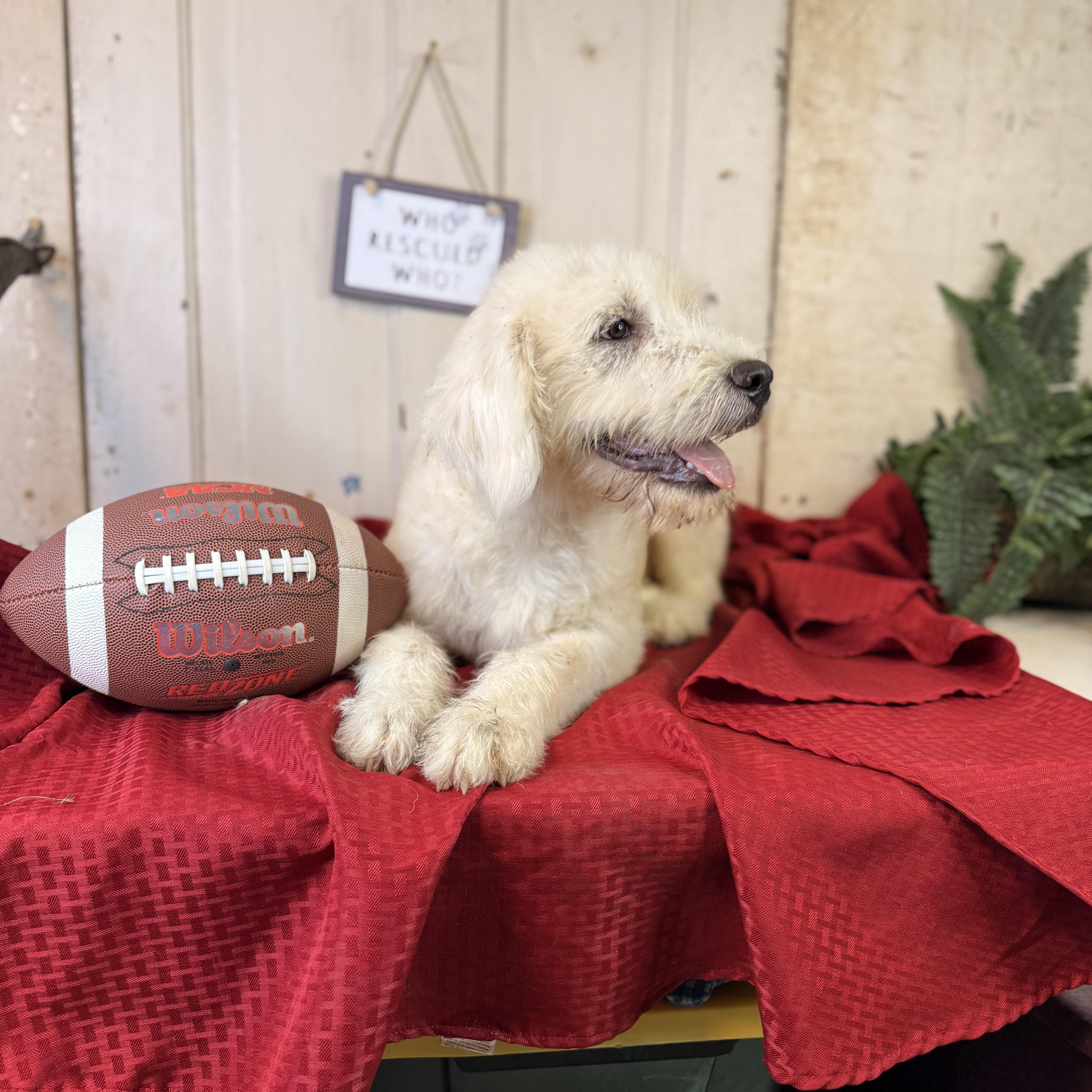 Amos, an adoptable Great Pyrenees, Terrier in Green Bay, WI, 54304 | Photo Image 3