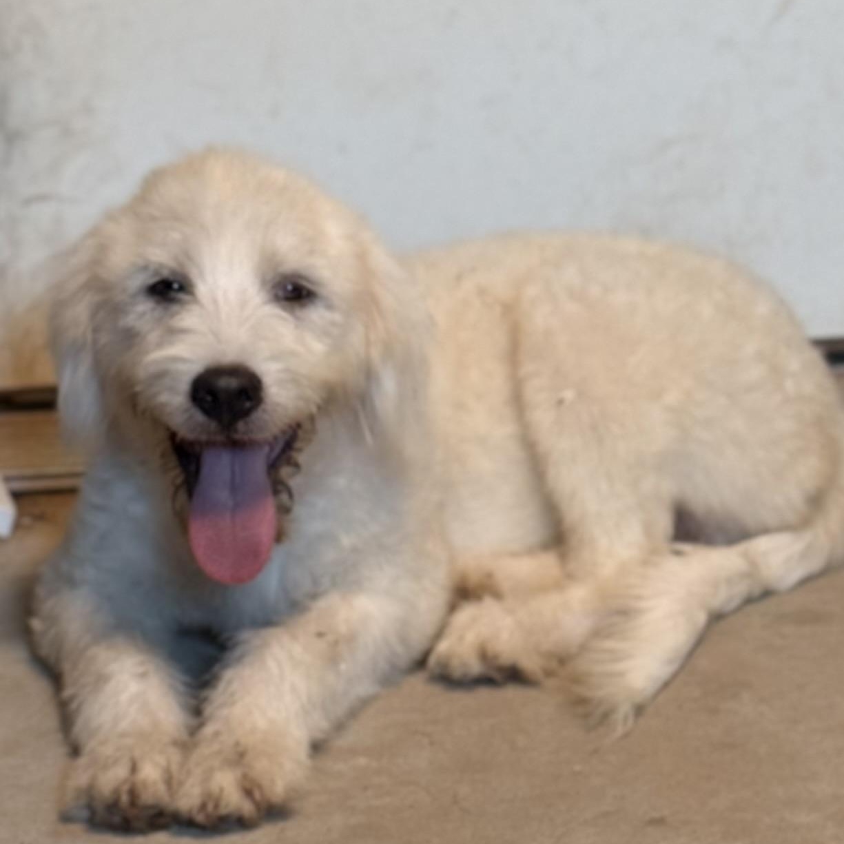 Amos, an adoptable Great Pyrenees, Terrier in Green Bay, WI, 54304 | Photo Image 2