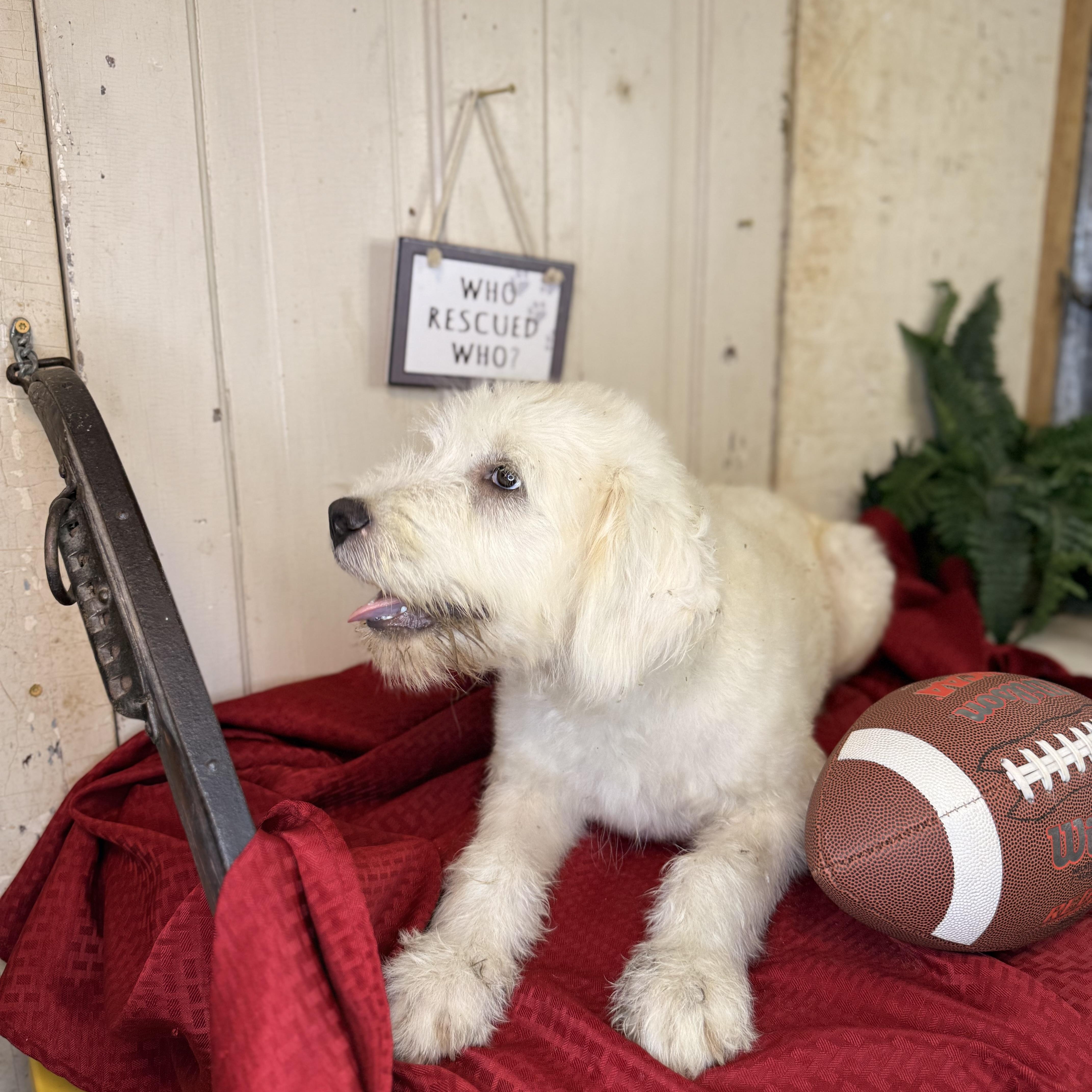 Amos, an adoptable Great Pyrenees, Terrier in Green Bay, WI, 54304 | Photo Image 5