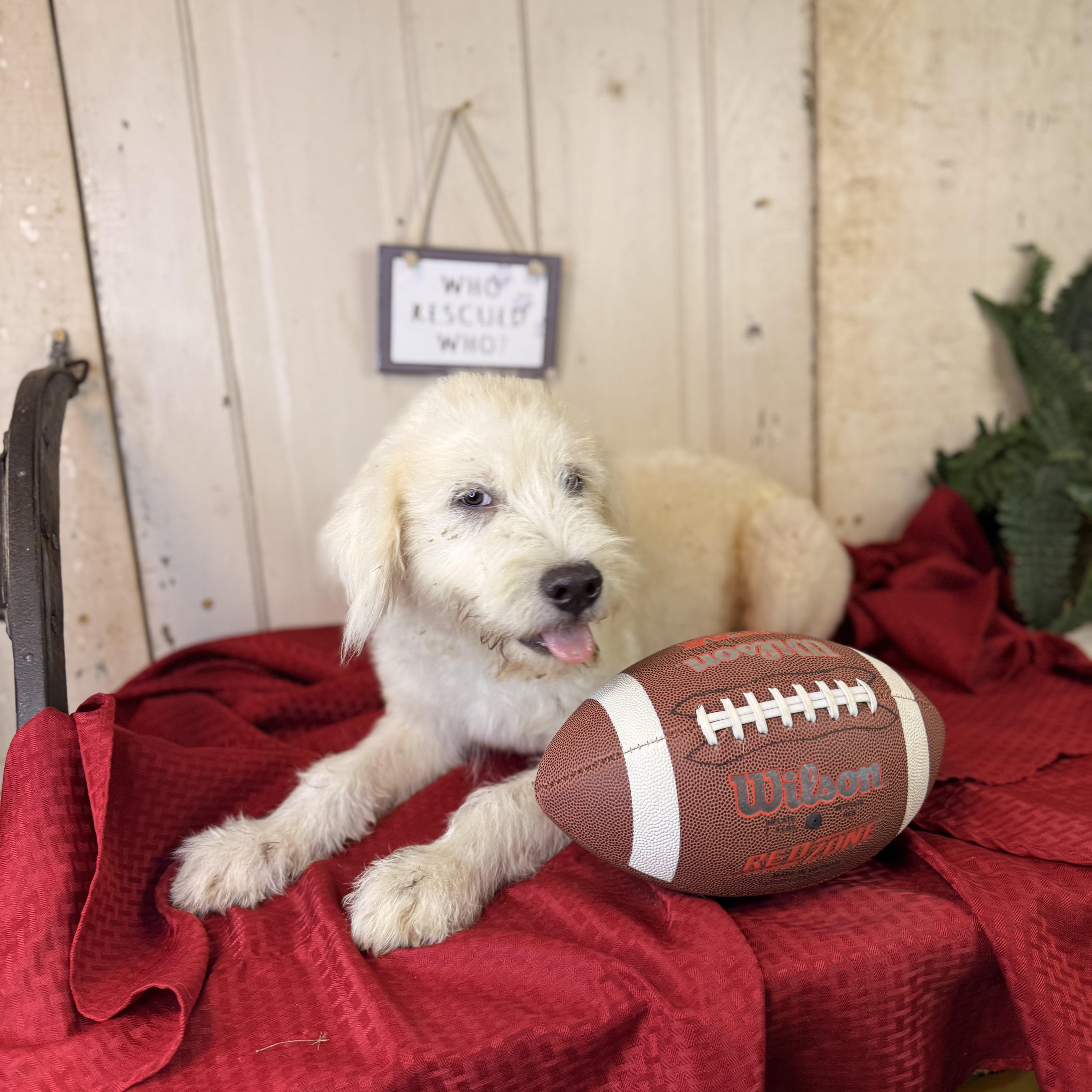 Amos, an adoptable Great Pyrenees, Terrier in Green Bay, WI, 54304 | Photo Image 1