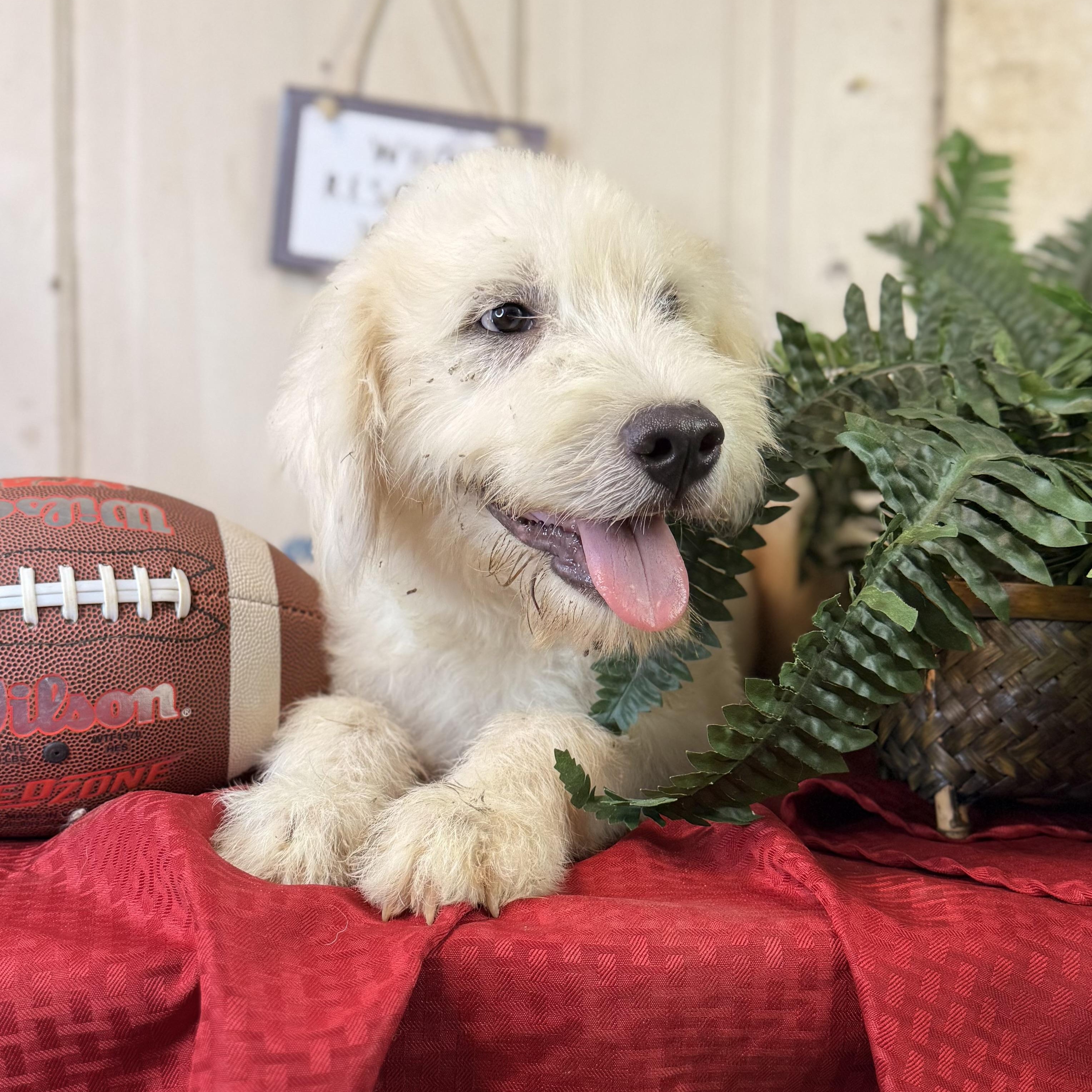 Amos, an adoptable Great Pyrenees, Terrier in Green Bay, WI, 54304 | Photo Image 4