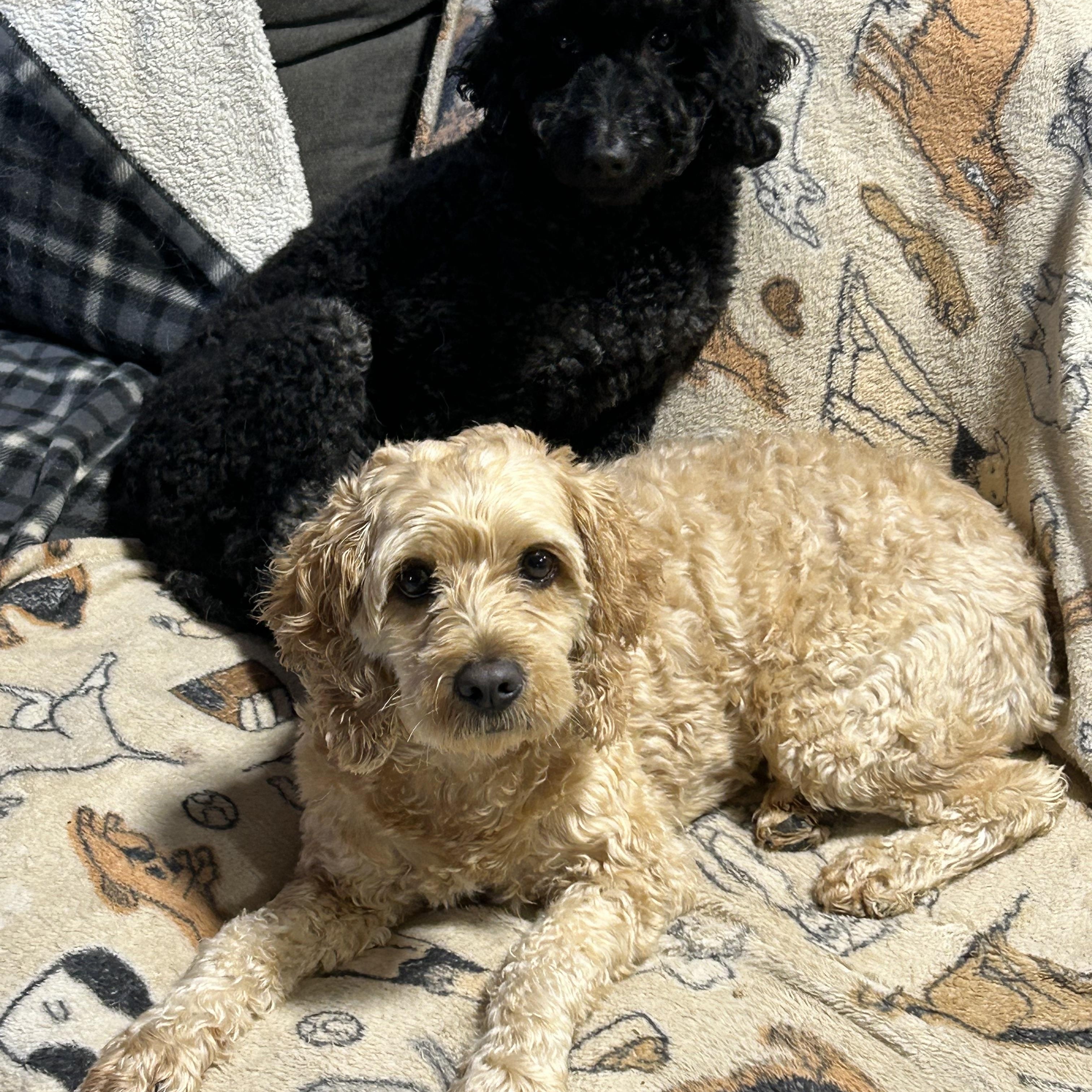 Enlarge Sage 20 lbs, a Adoptable Poodle in Maumee , OH image 2/3