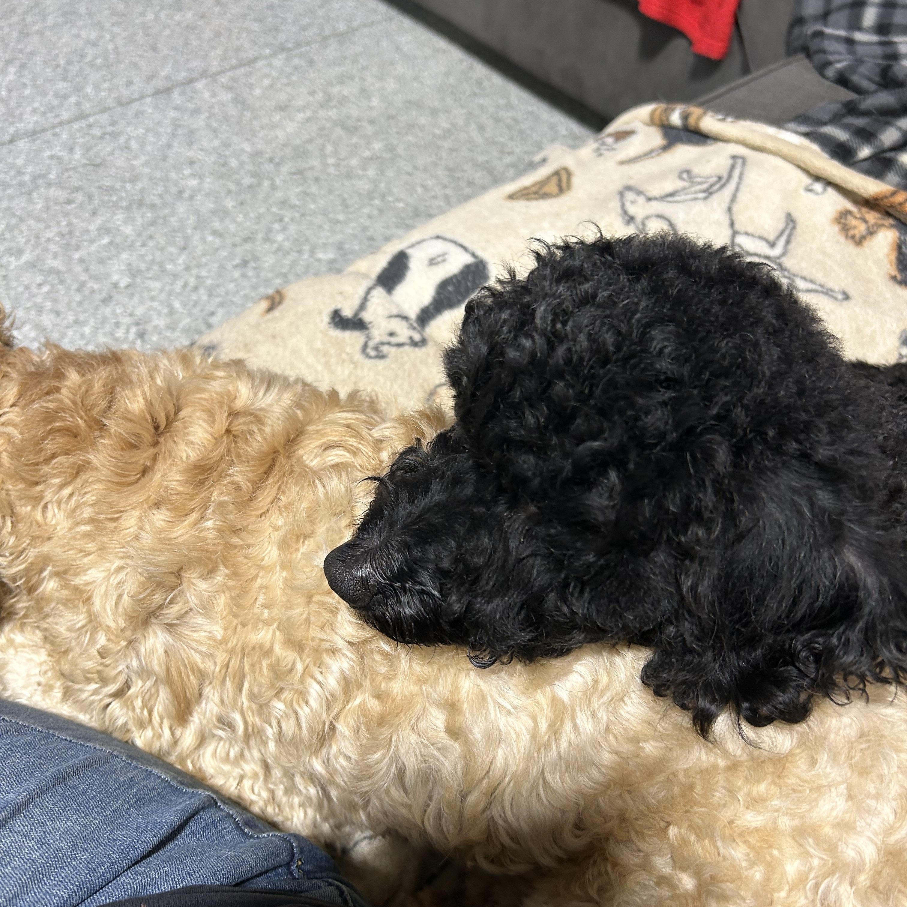 Enlarge Sage 20 lbs, a Adoptable Poodle in Maumee , OH image 3/3