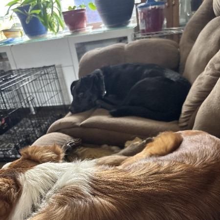 Enlarge Gonzo- In Foster!, a Adoptable Mixed Breed in Flagstaff, AZ image 2/4