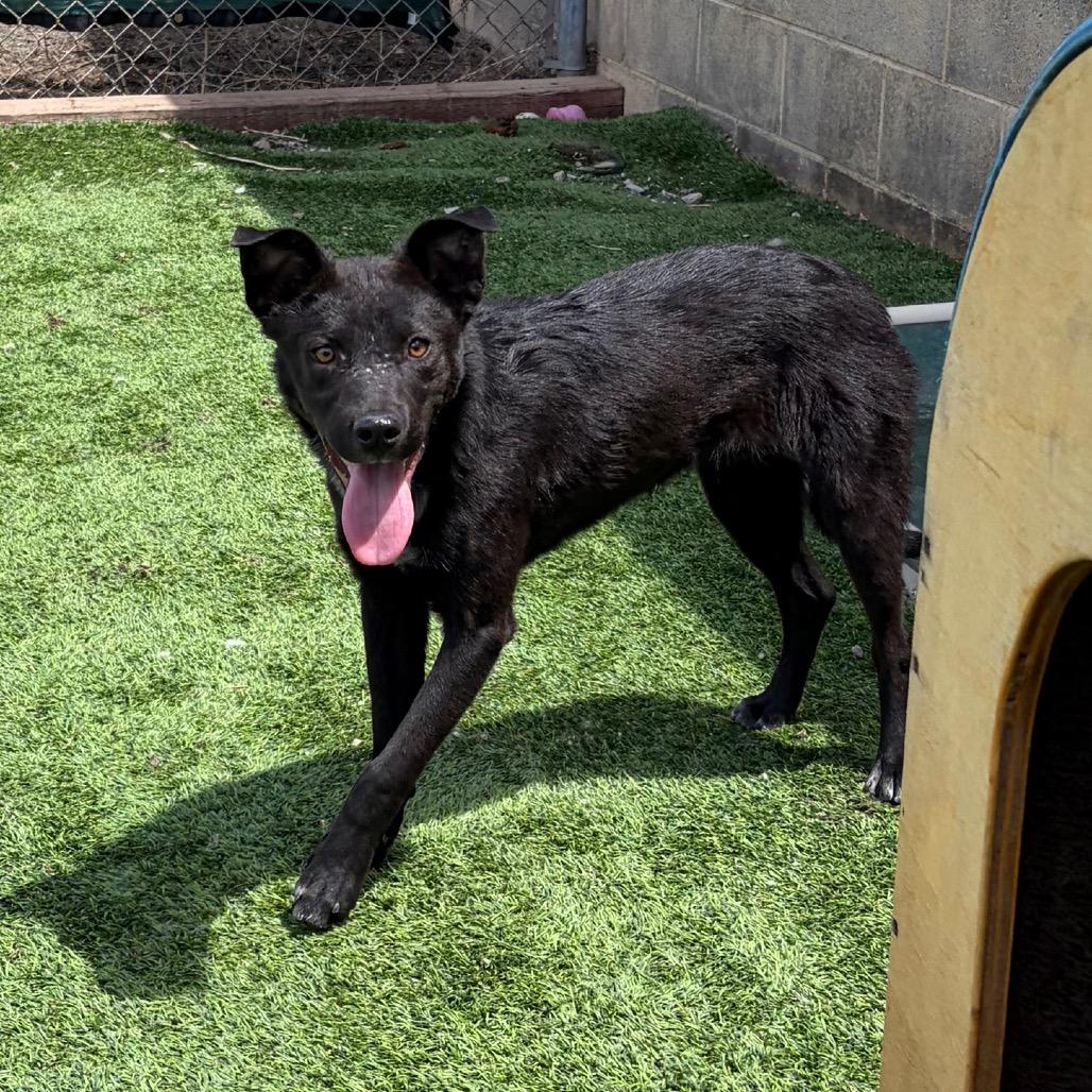 Enlarge Gonzo- In Foster!, a Adoptable Mixed Breed in Flagstaff, AZ image 3/4