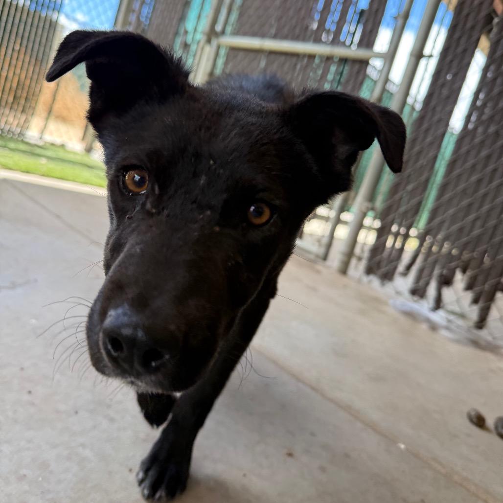 Enlarge Gonzo- In Foster!, a Adoptable Mixed Breed in Flagstaff, AZ image 4/4