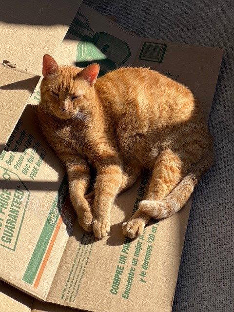 Croissant, Adopted, Adult Male Domestic Short Hair & Tabby.