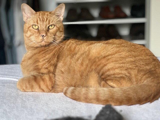 Enlarge Croissant, a Adopted mixed breed in Phoenix, AZ image 3/3