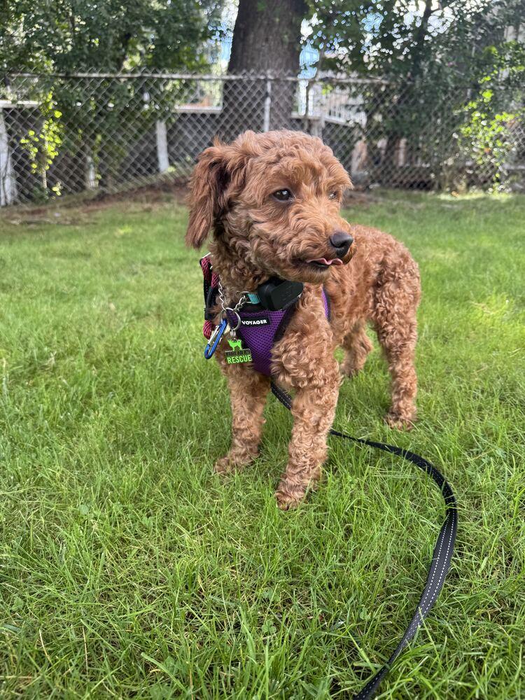 Enlarge Miko, a Adopted Poodle in Long Island City, NY image 2/6