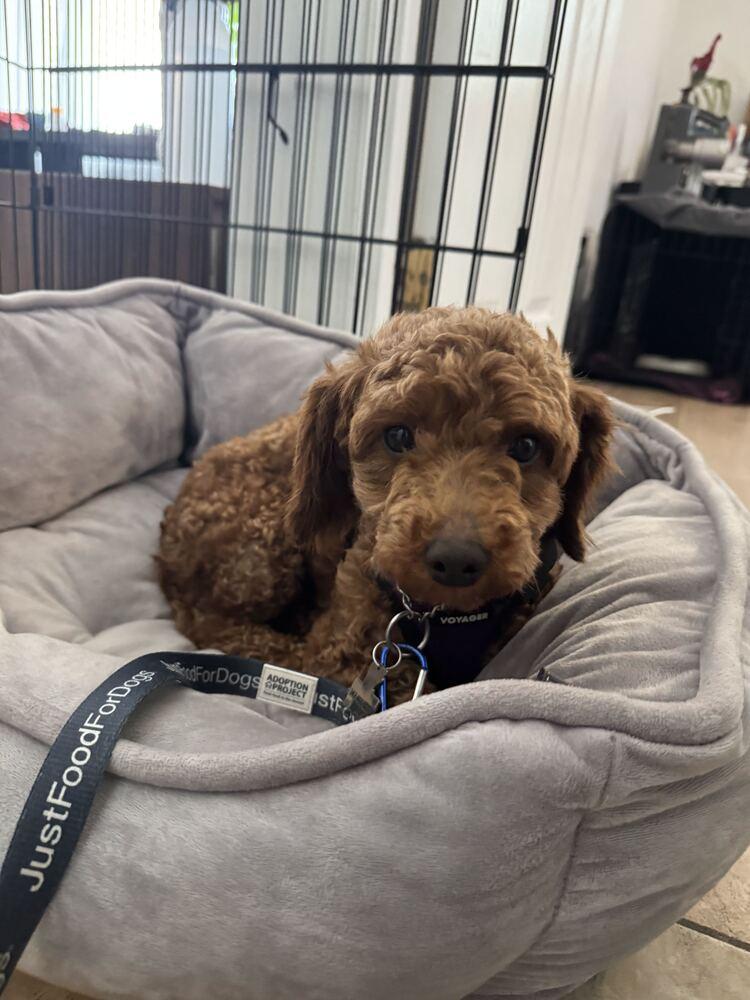 Enlarge Miko, a Adopted Poodle in Long Island City, NY image 3/6