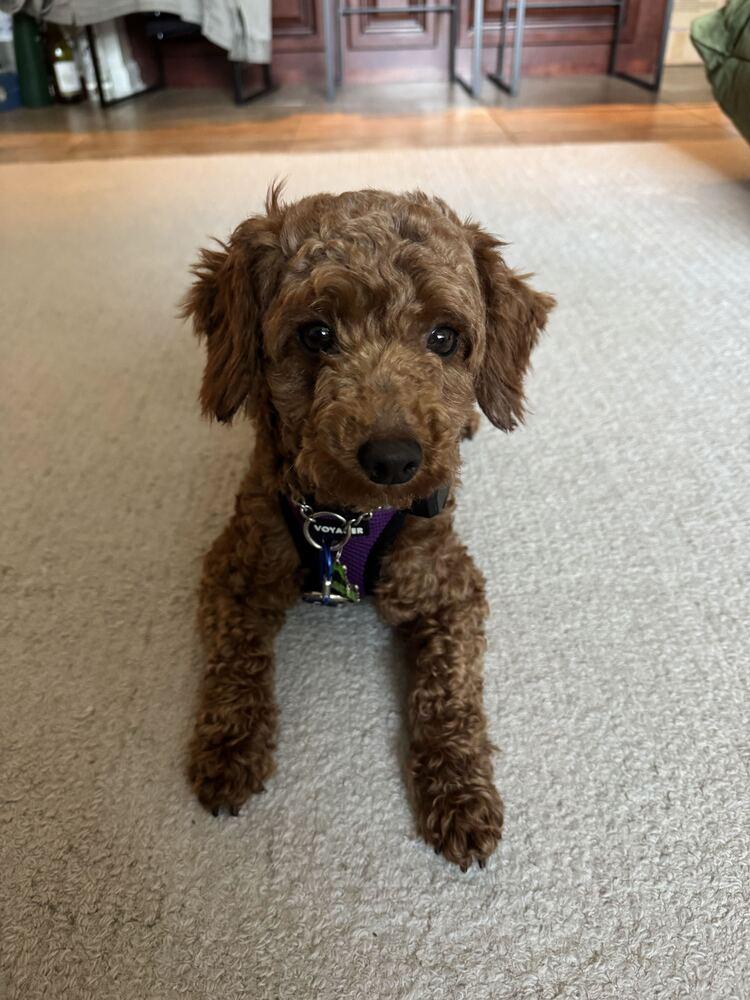Enlarge Miko, a Adopted Poodle in Long Island City, NY image 4/6