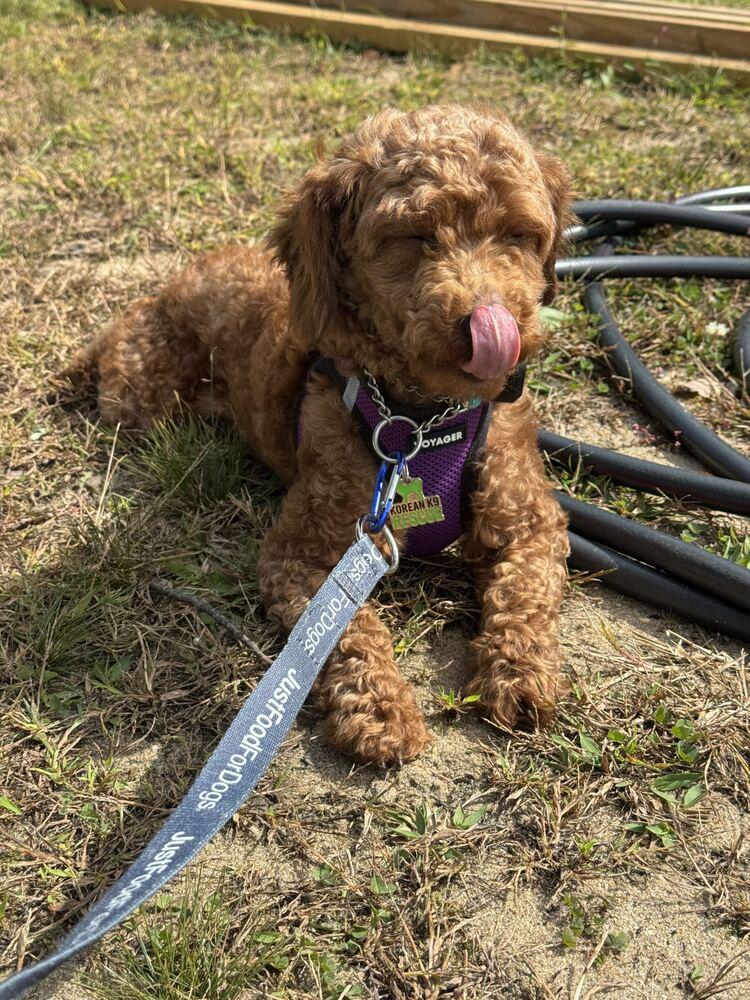 Enlarge Miko, a Adopted Poodle in Long Island City, NY image 5/6