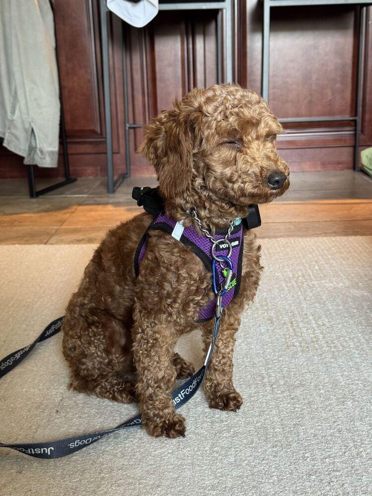 Enlarge Miko, a Adopted Poodle in Long Island City, NY image 6/6