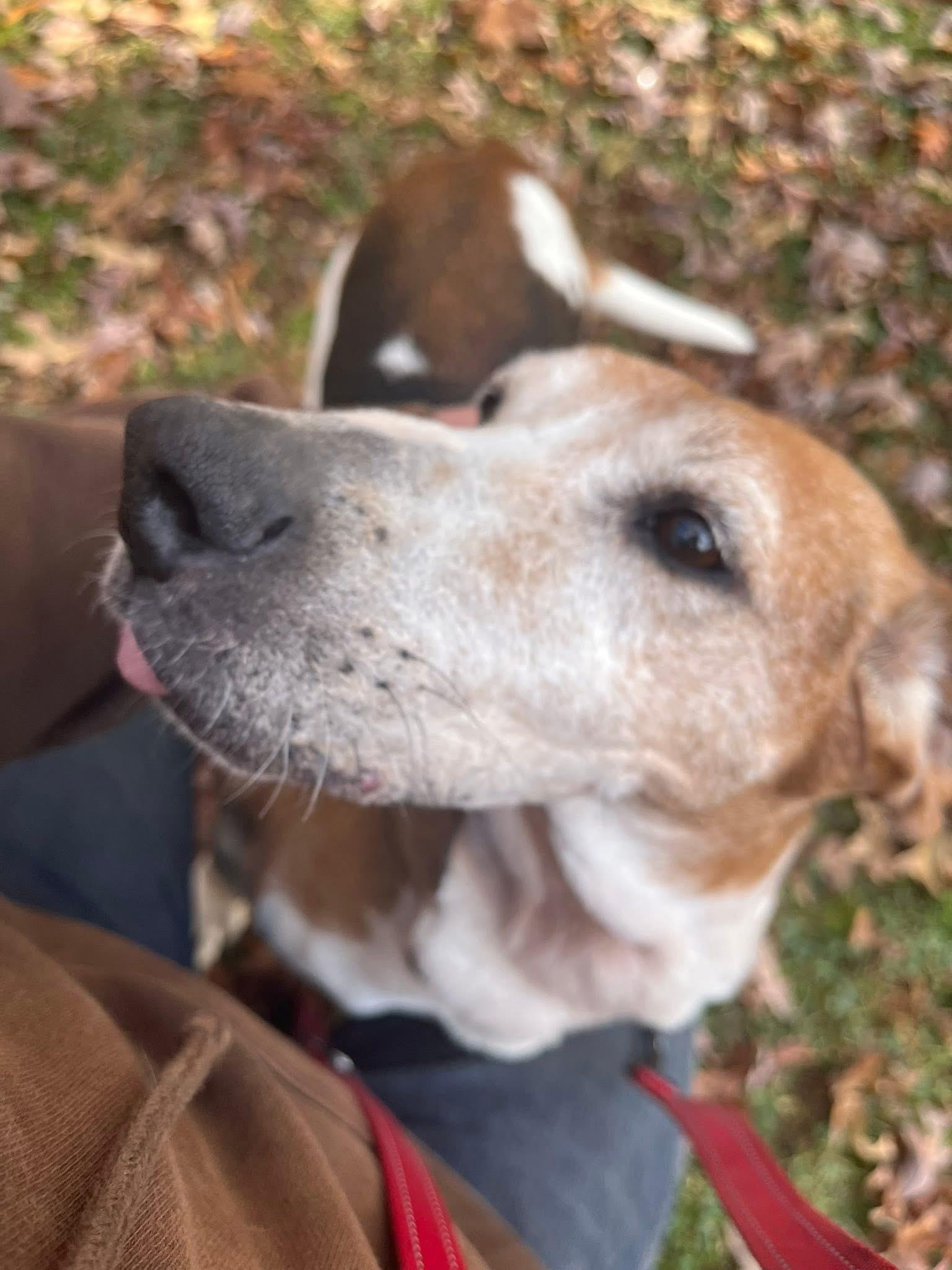 Meet Laney — The Brave Senior Tripod Hound Who’s Ready for Her Happy Ending