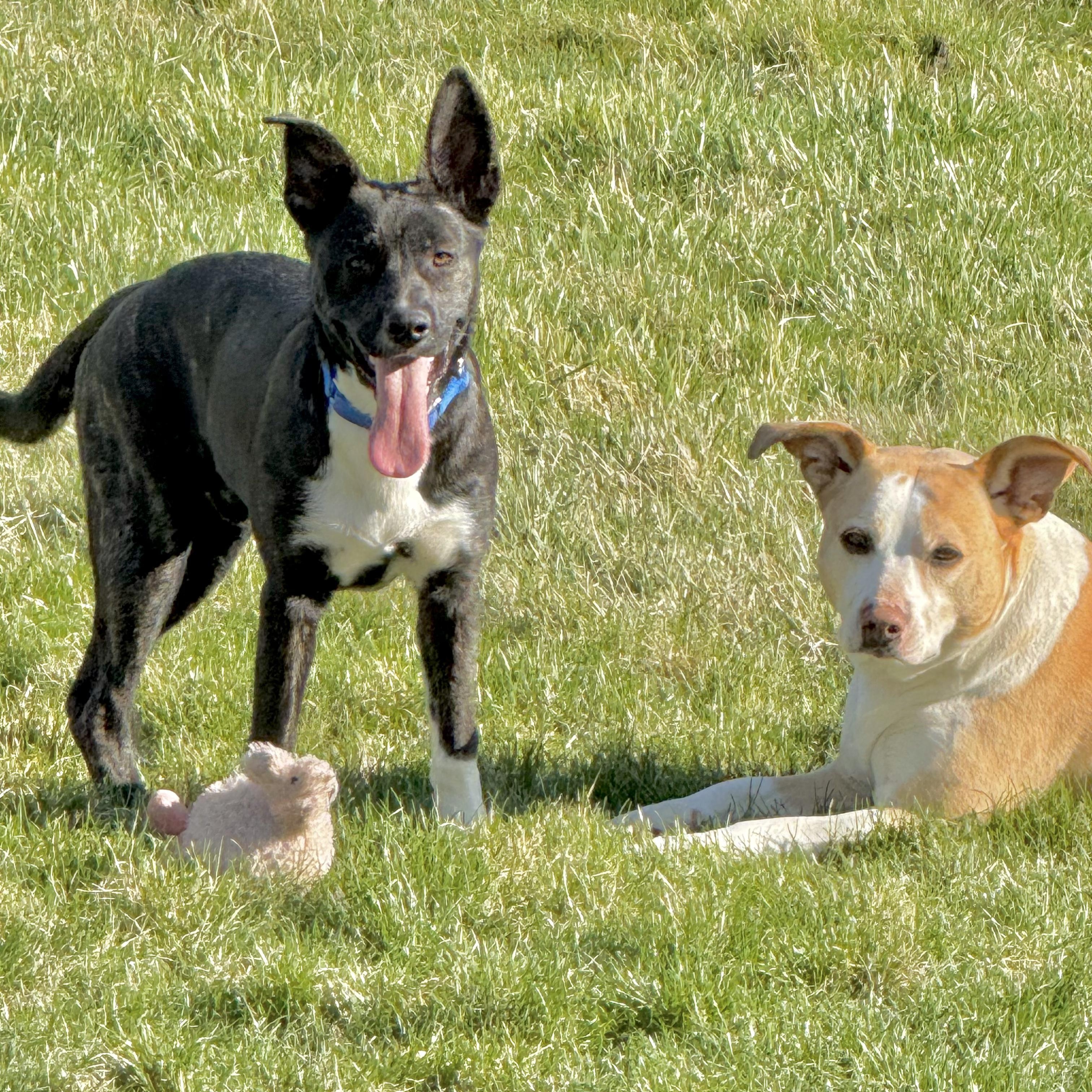 Enlarge Groot, an adopted mixed breed in Hagerstown, MD image 4/6