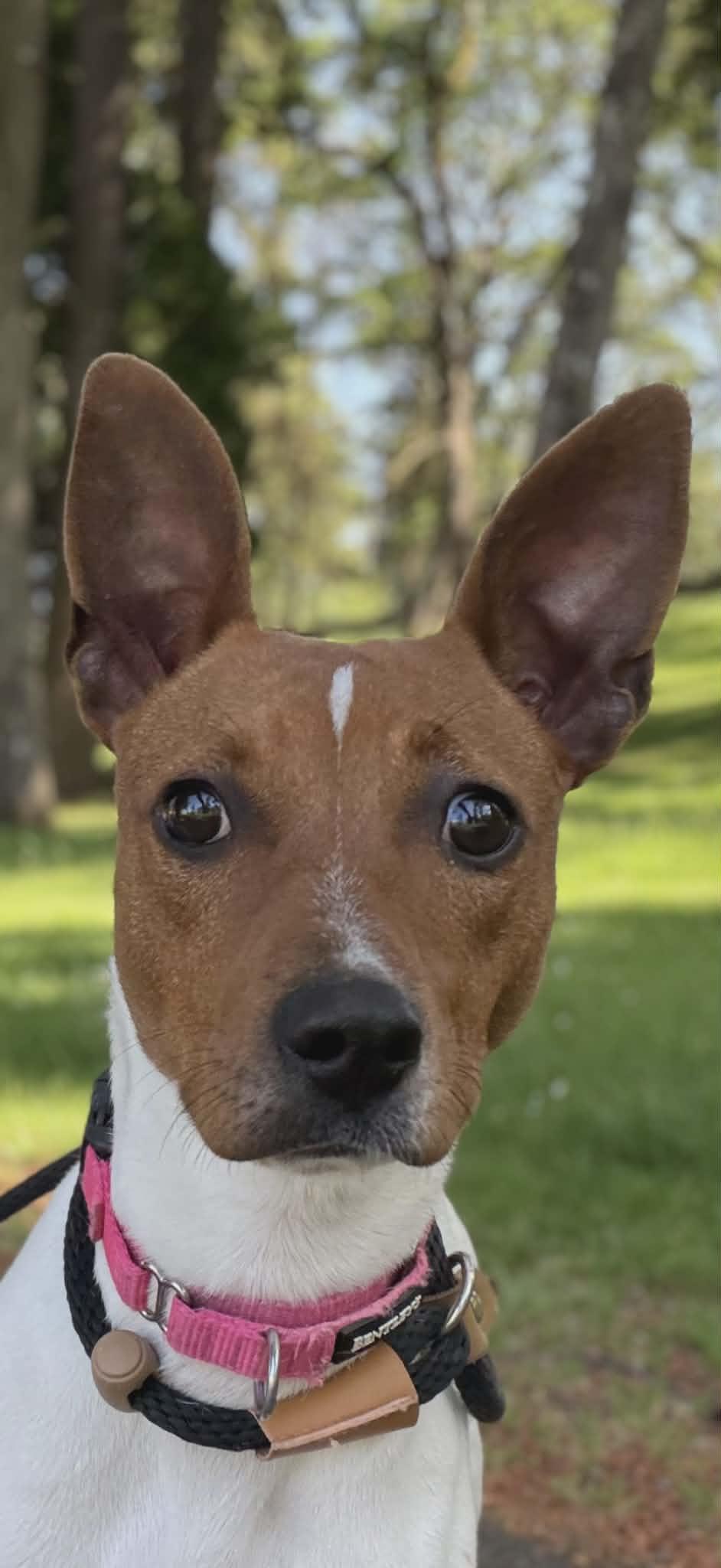Enlarge Maizey, a ADOPTABLE mixed breed in Tacoma, WA image 1/6