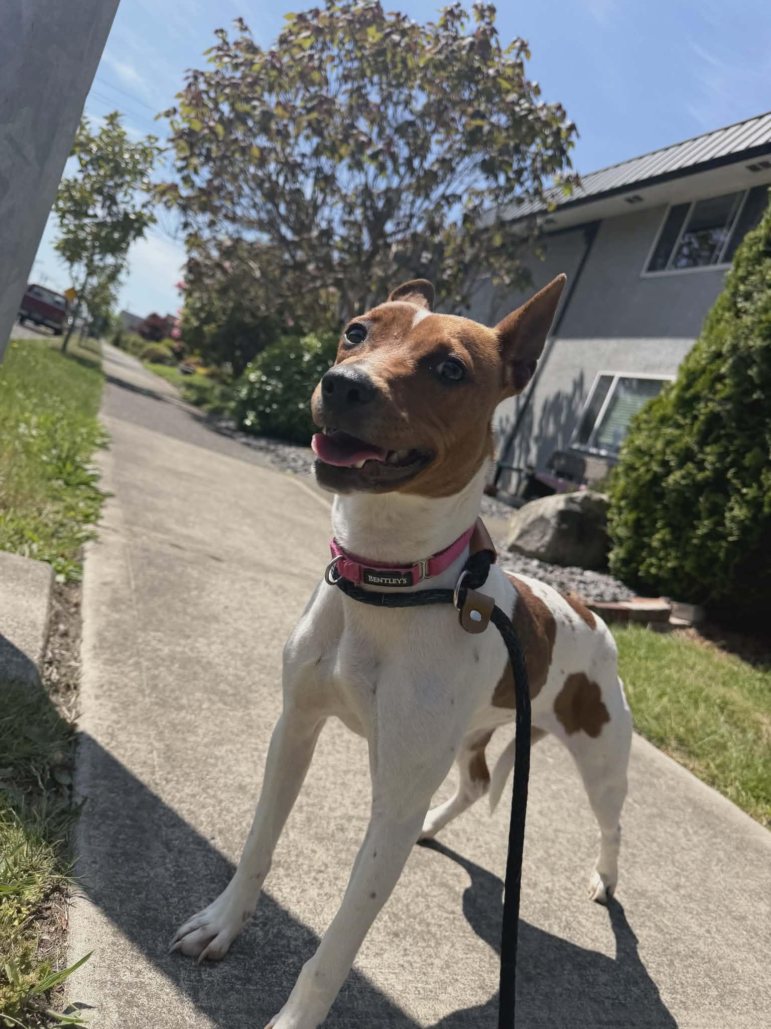 Enlarge Maizey, a ADOPTABLE mixed breed in Tacoma, WA image 3/6