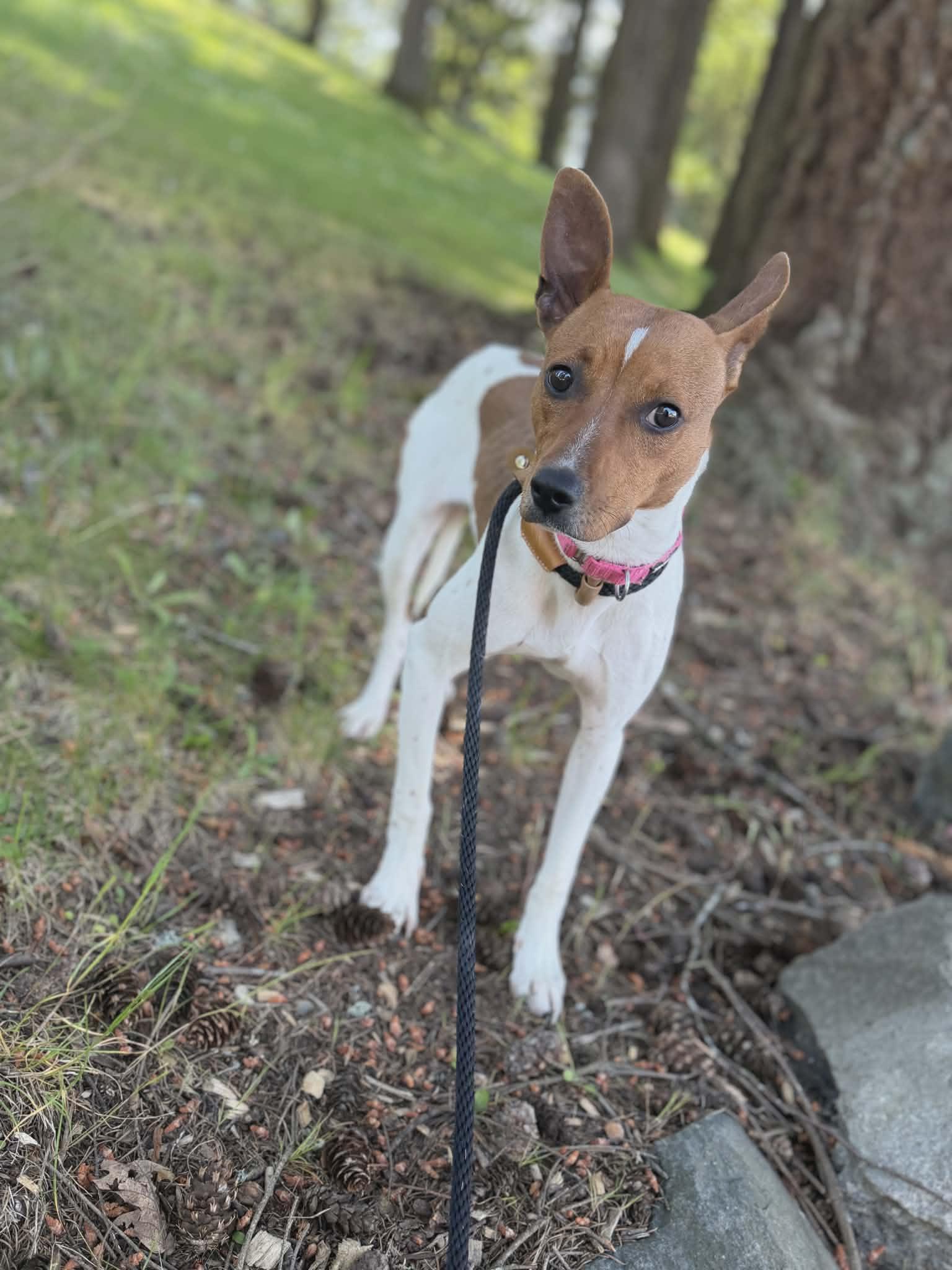 Enlarge Maizey, a ADOPTABLE mixed breed in Tacoma, WA image 6/6