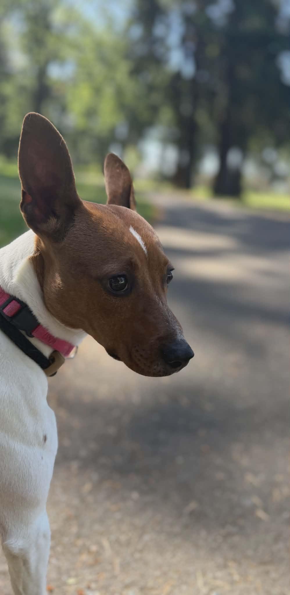 Enlarge Maizey, a ADOPTABLE mixed breed in Tacoma, WA image 4/6
