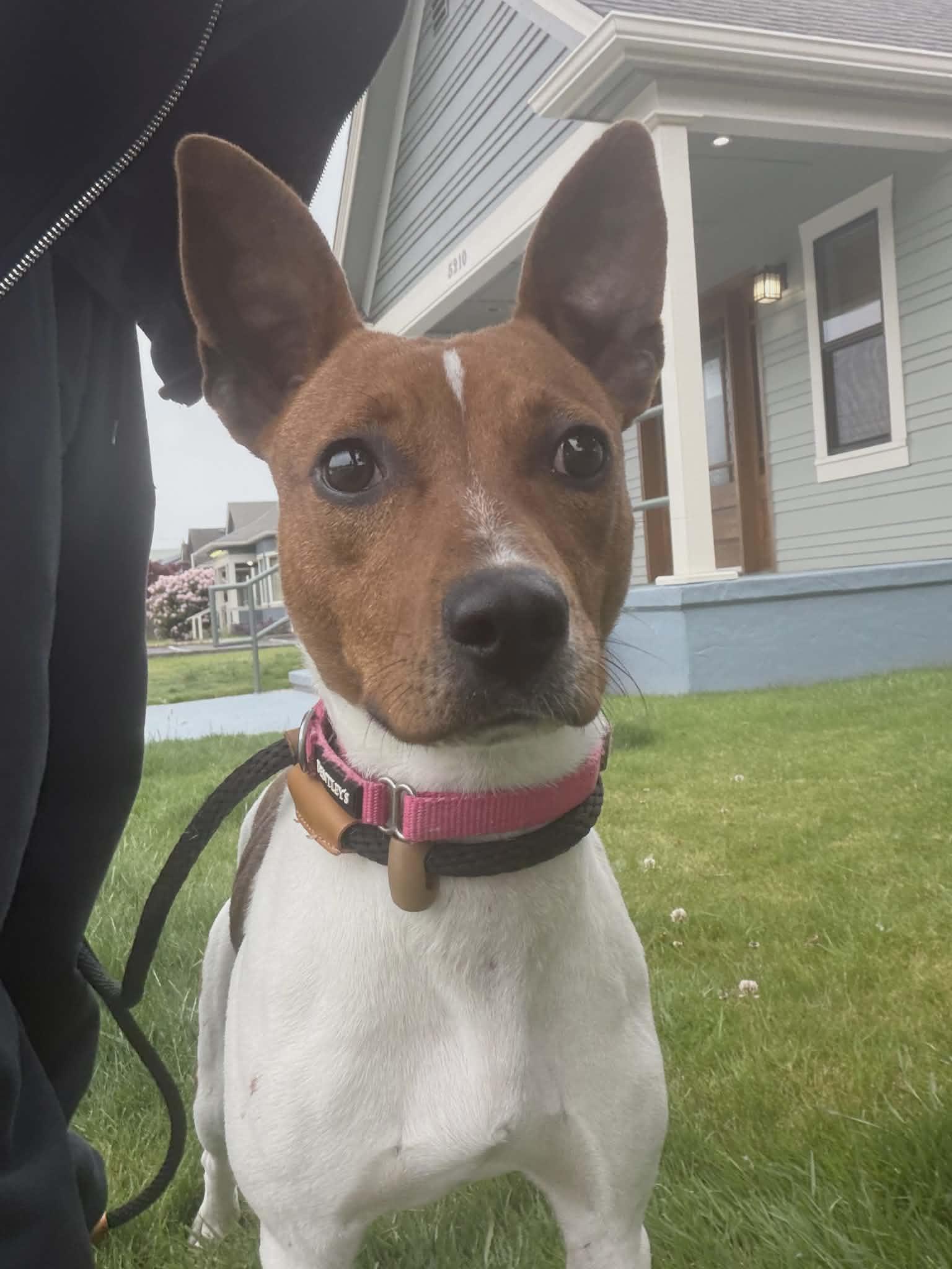 Enlarge Maizey, a ADOPTABLE mixed breed in Tacoma, WA image 2/6