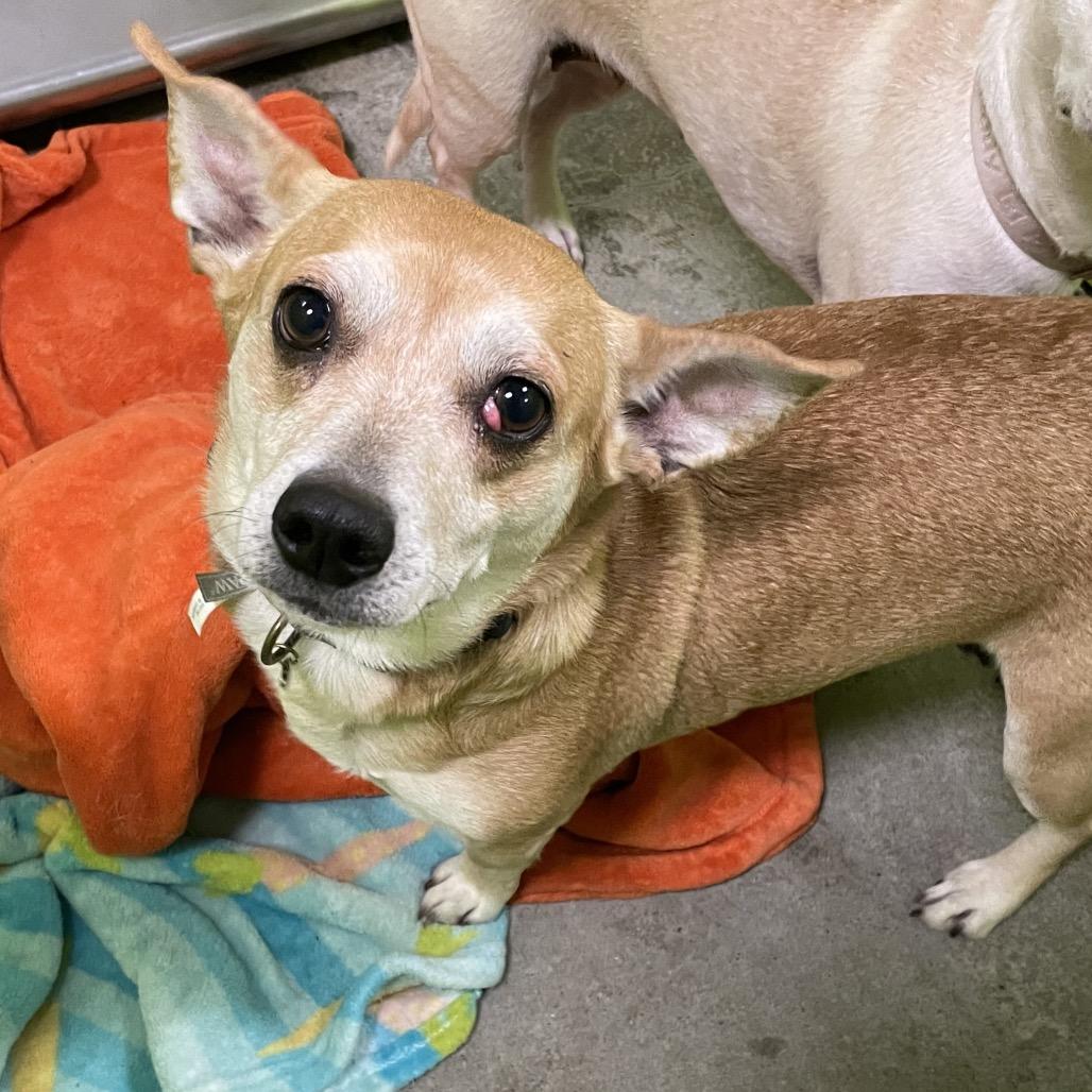 Ginger, Adoptable, Adult Female Chihuahua & Mixed Breed.
