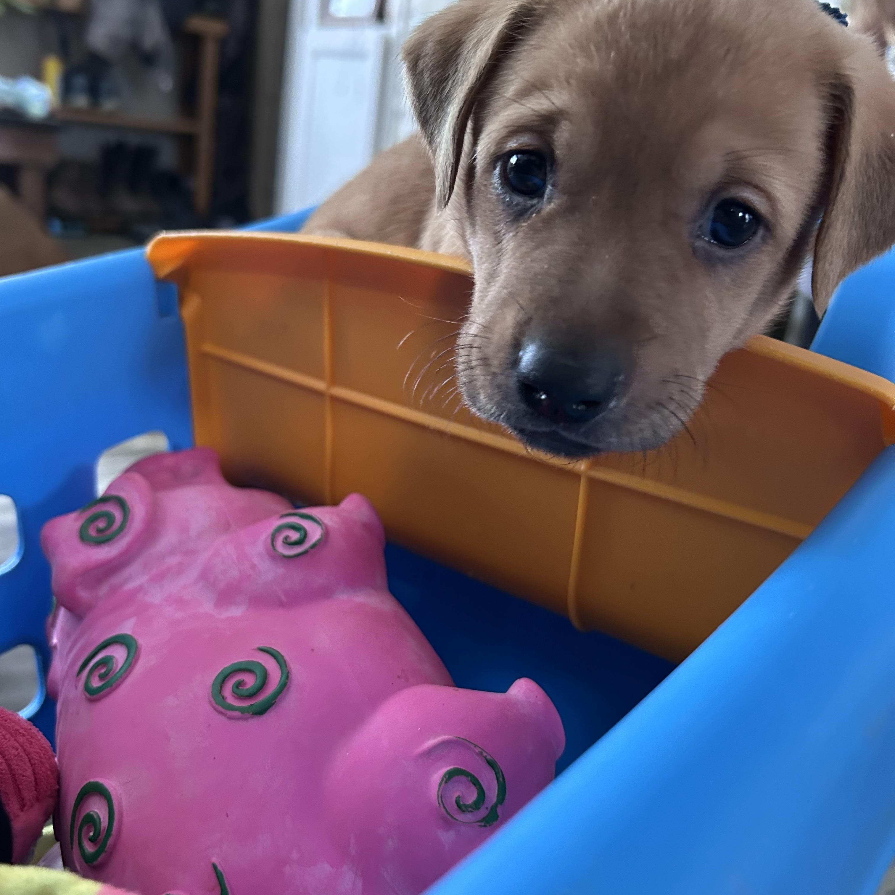 Eve, adopted, Puppy Female Husky.