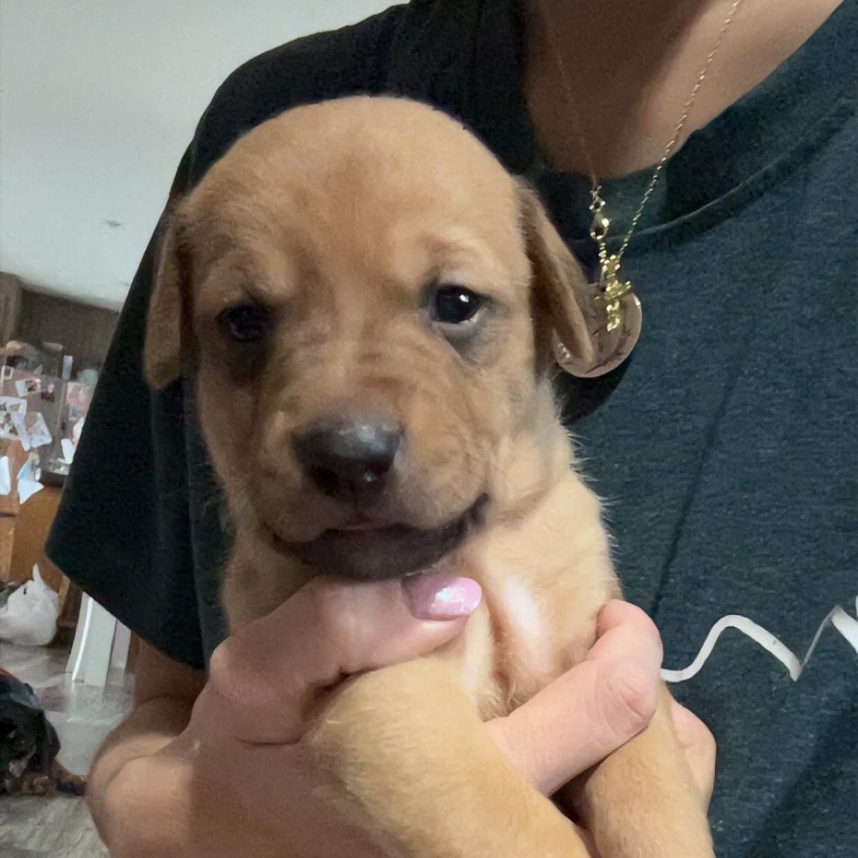 Enlarge Eve, a ADOPTABLE mixed breed in Floyd, VA image 1/1